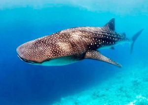 tiburon ballena en cancun tours temporadas y expediciones